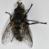 Lypha dubia